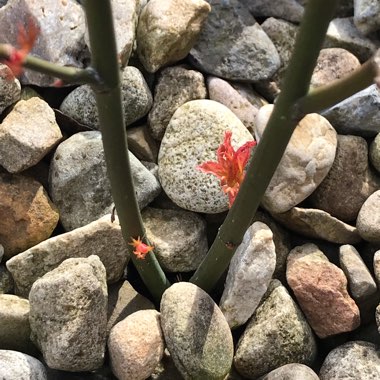 Acer palmatum 'Orange Dream'