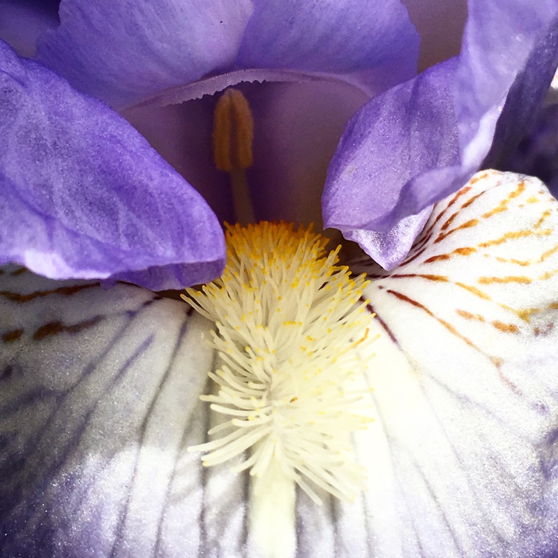 Plant image Iris x germanica 'Jane Phillips'