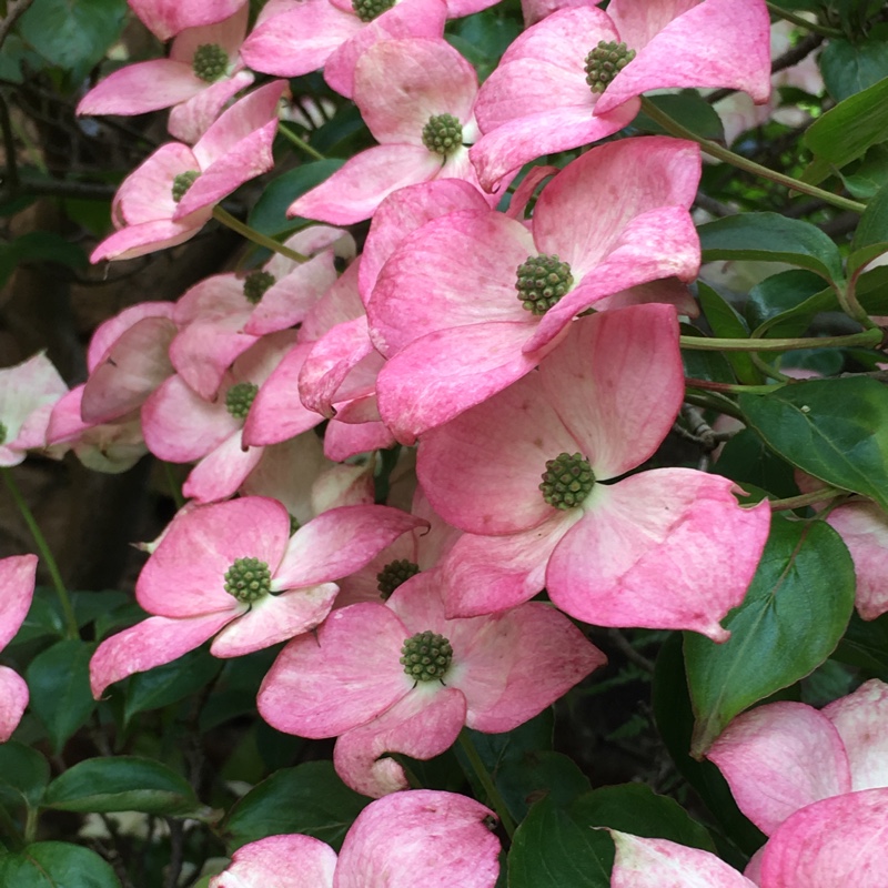 Plant image Cornus kousa 'Miss Satomi'