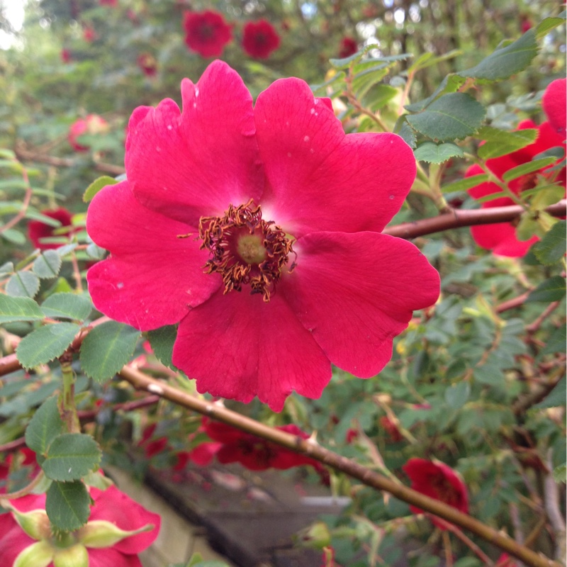 Plant image Rosa moyesii 'Geranium'