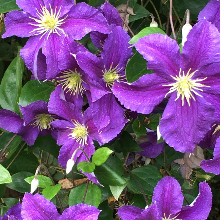 Plant image Clematis jackmanii 'Superba'