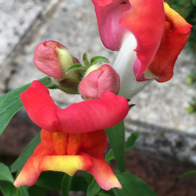 Plant image Antirrhinum majus 'Rembrandt'