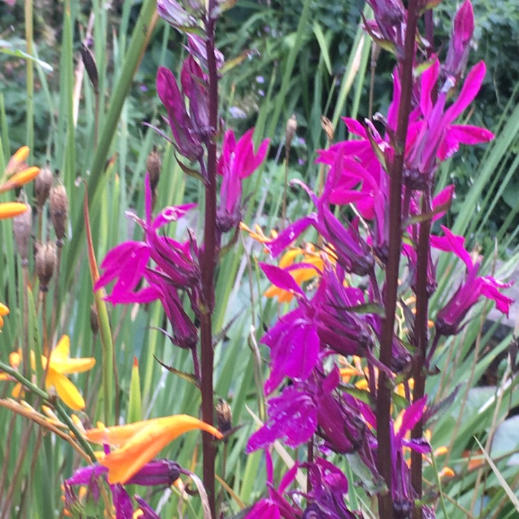 Plant image Lobelia x speciosa 'Tania'