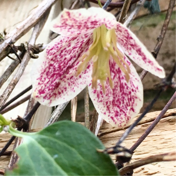 Plant image Clematis cirrhosa var. purpurascens 'Freckles'