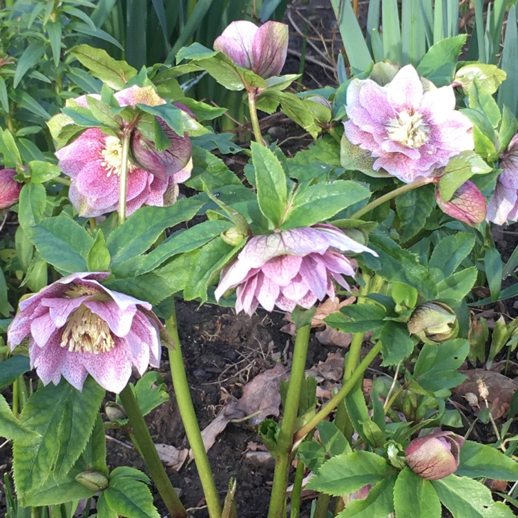 Plant image Helleborus x hybridus 'Harvington Double Pink'