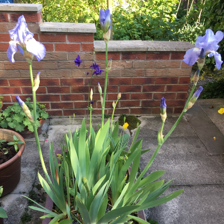 Plant image Iris x germanica 'Jane Phillips'