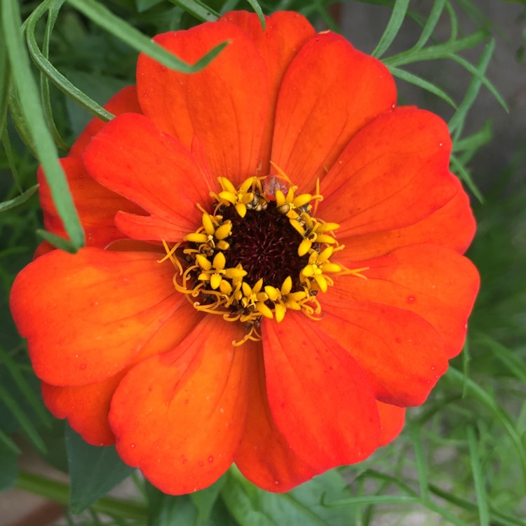 Plant image Zinnia elegans 'Pulcino Mix'