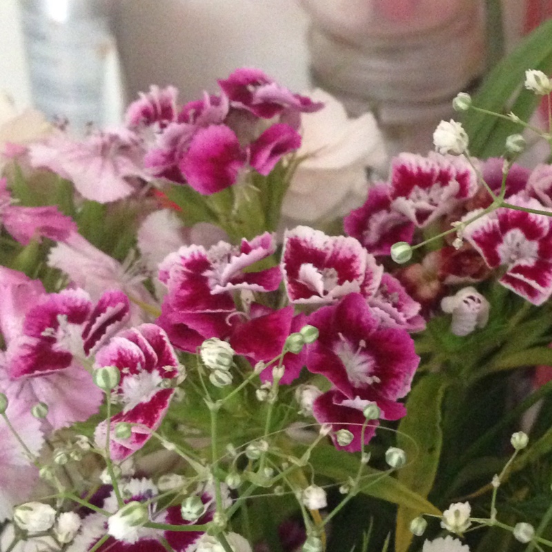 Plant image Dianthus barbatus 'Persian Carpet'