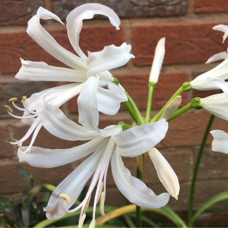 Plant image Nerine bowdenii 'Ostara'