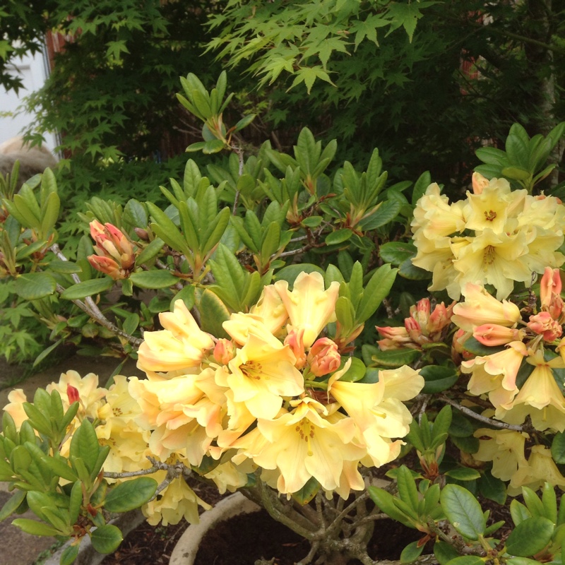 Plant image Rhododendron 'Goldkrone'