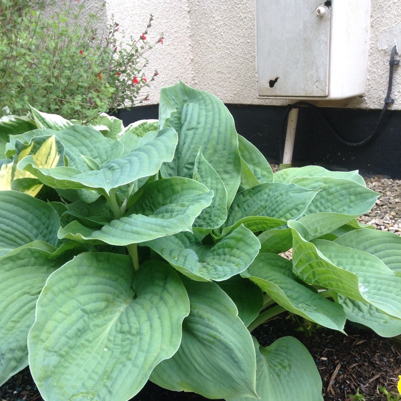 Plant image Hosta 'Titanic'