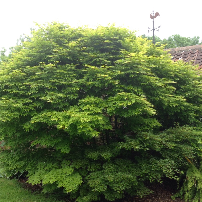 Plant image Acer palmatum 'Filigree' (Dissectum Group) syn. Acer palmatum var. dissectum 'Filigree'