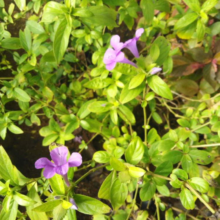 Plant image Barleria cristata