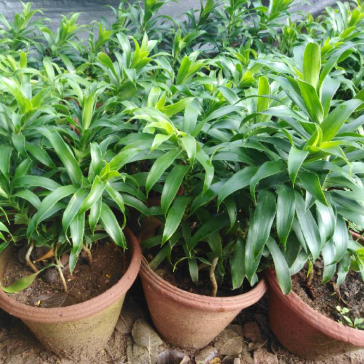 Plant image Dracaena reflexa syn. pleomele reflexa