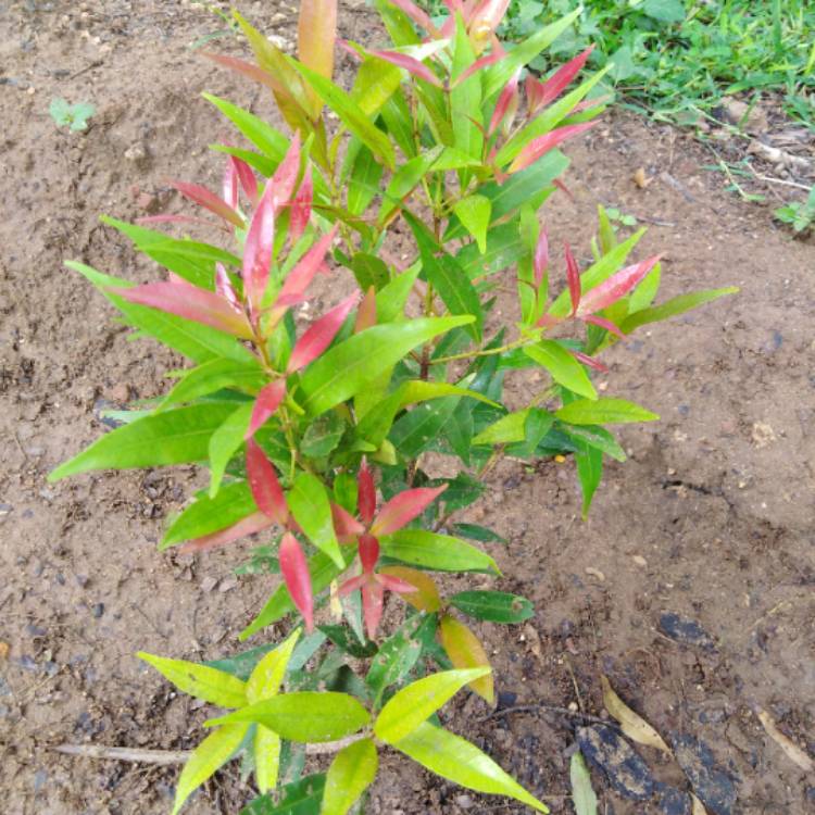 Plant image Syzygium campanulatum