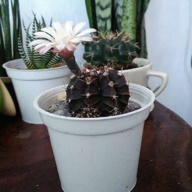 Purple moon Cactus