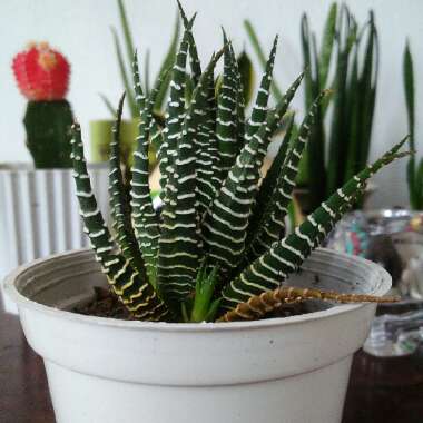 Zebra Haworthia 'Striata'