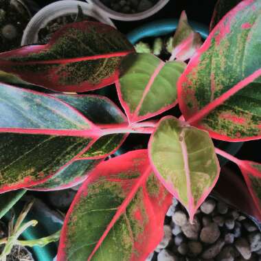 Chinese Evergreen 'Siam'