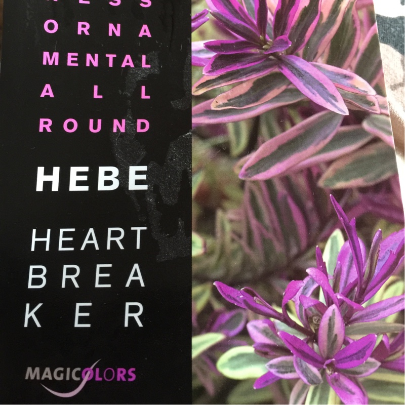 Plant image Hebe 'Heartbreaker'