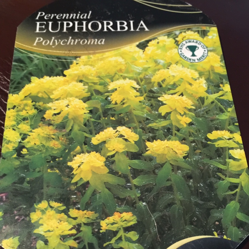 Plant image Euphorbia epithymoides 'Bonfire'