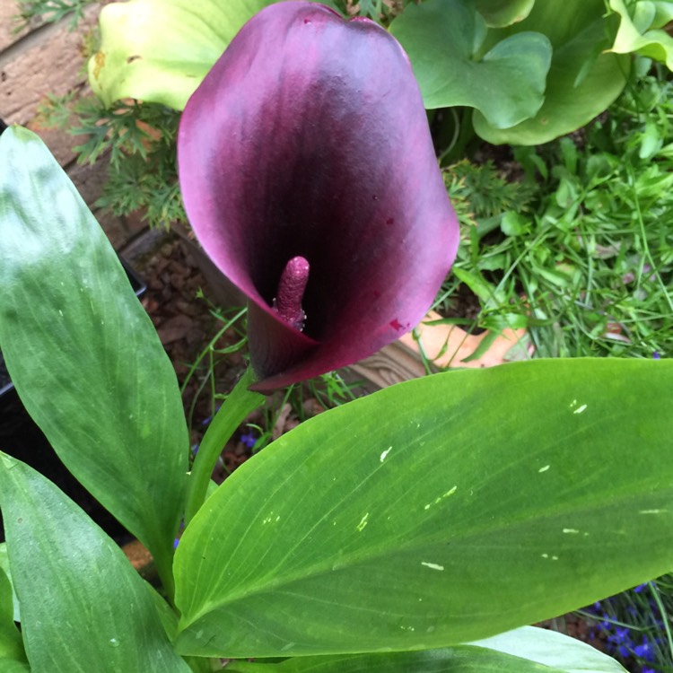 Plant image Zantedeschia rehmannii 'Cantor'