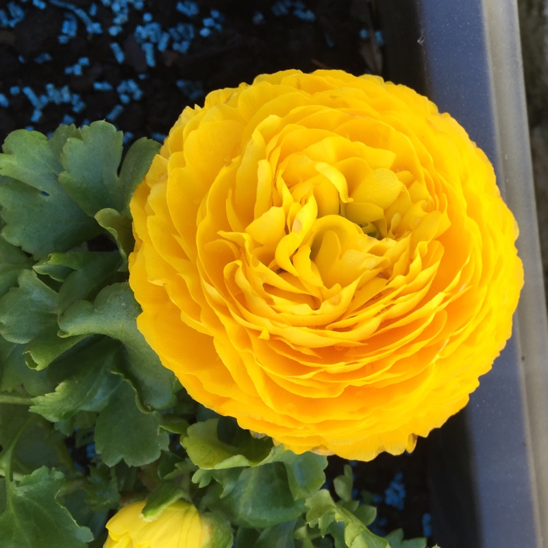 Plant image Ranunculus acris 'Flore Pleno'