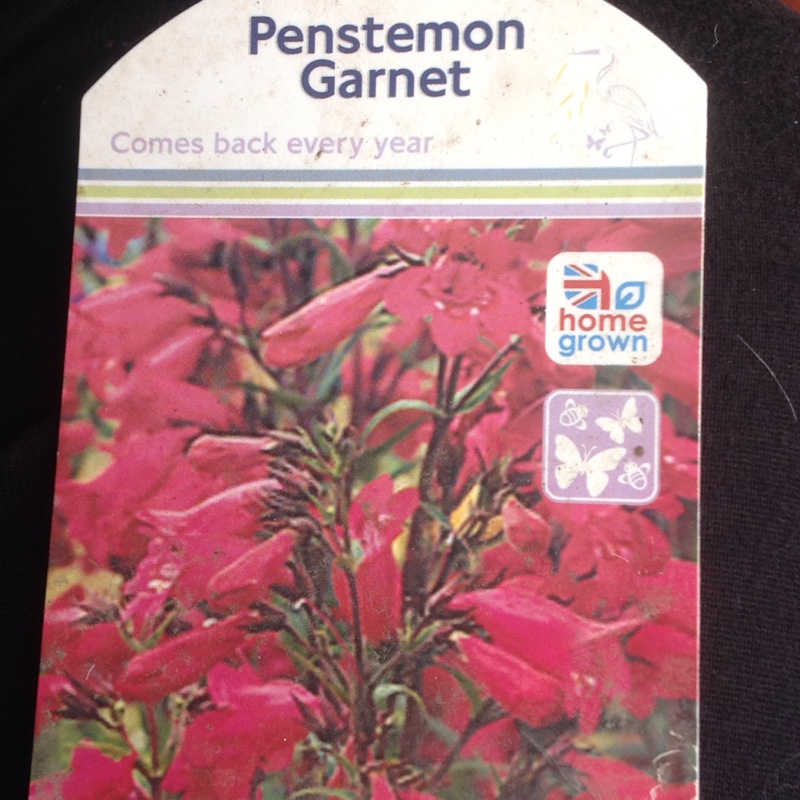 Plant image Penstemon 'Andenken an Friedrich Hahn' syn. Penstemon 'Garnet'