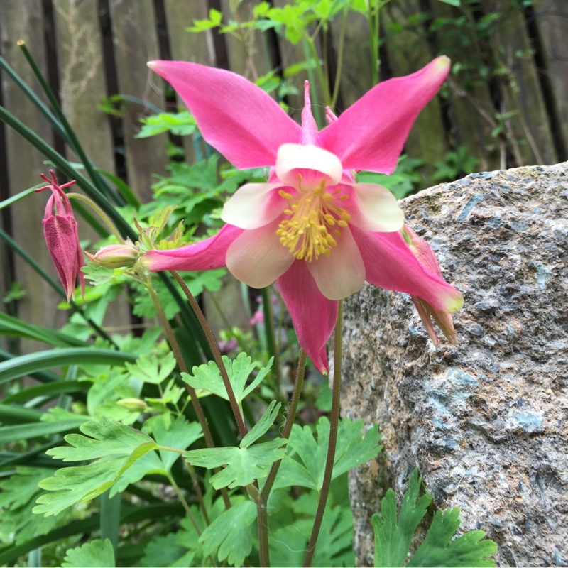 Plant image Aquilegia 'Rose Ivory'