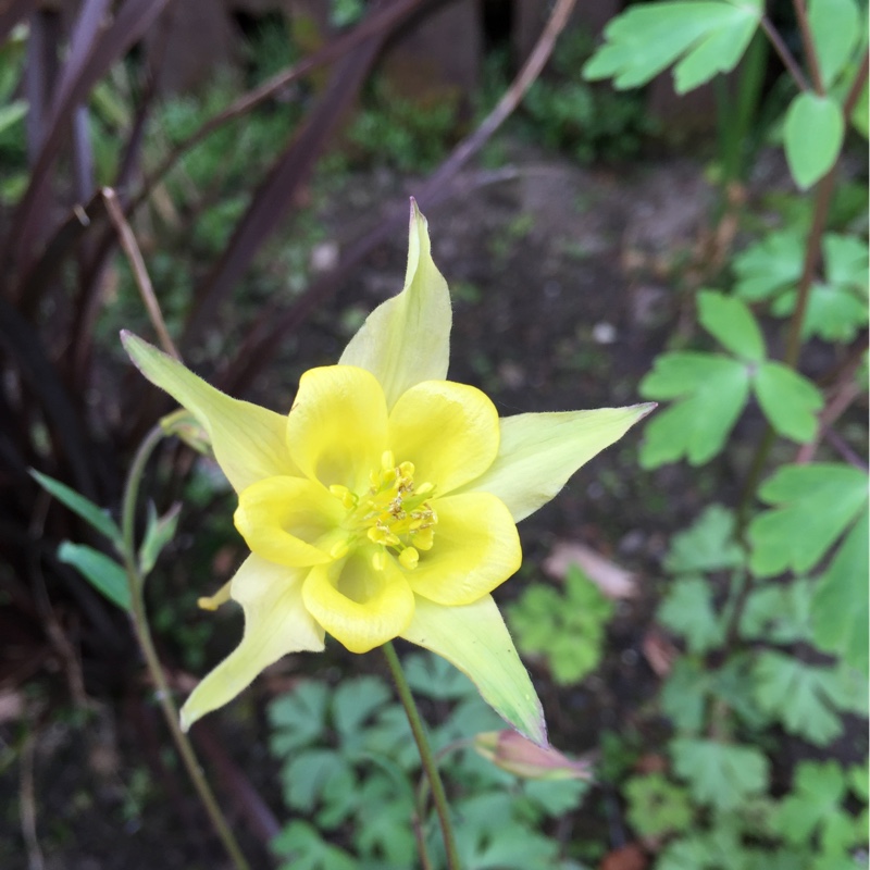 Plant image Aquilegia chrysantha