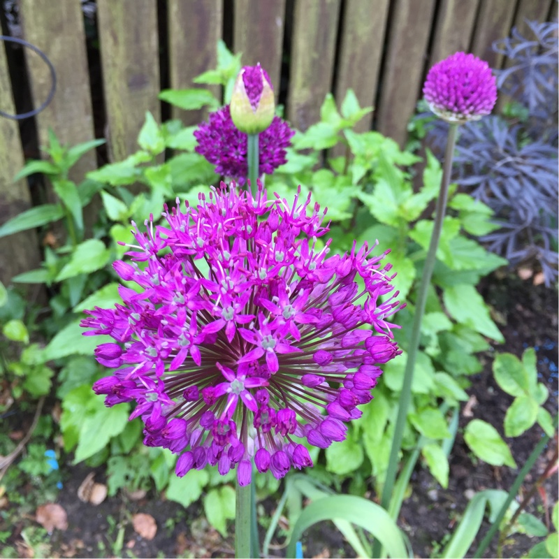 Allium 'Pink Sensation', Allium 'Pink Sensation' - uploaded by @karyn