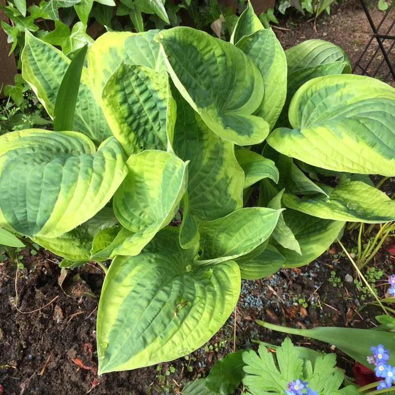 Hosta 'Wide Brim'