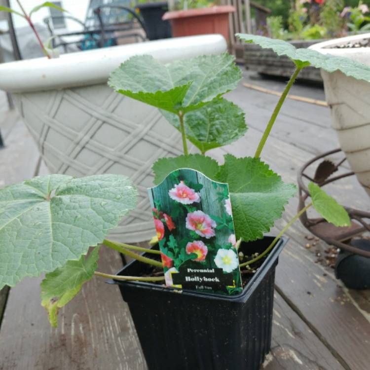 Plant image Alcea rosea 'Halo Blush' (Halo Series)