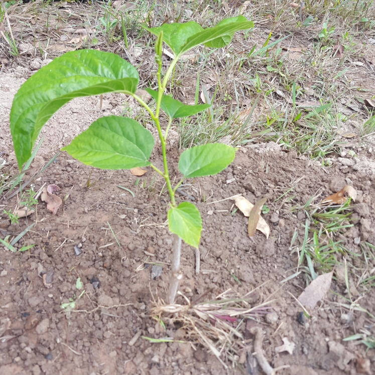 Plant image Morus macroura