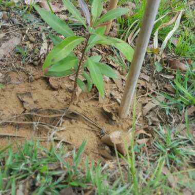 Xanthostemon chrysanthus