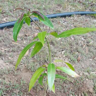 Mangifera Indica 'Kensington Pride'