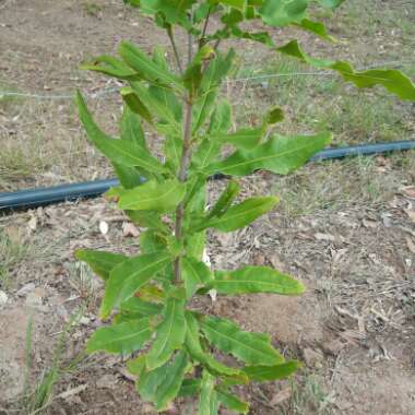 Macadamia ternifolia