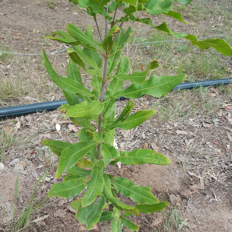 Plant image Macadamia ternifolia