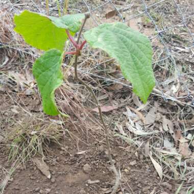 Actinidia deliciosa  syn. Actinidia chinensis var. deliciosa