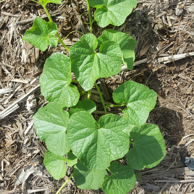 Plant image Cucumis Metuliferus