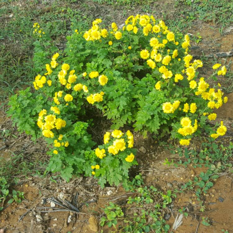 Plant image Chrysanthemum x morifolium 'Yellow'