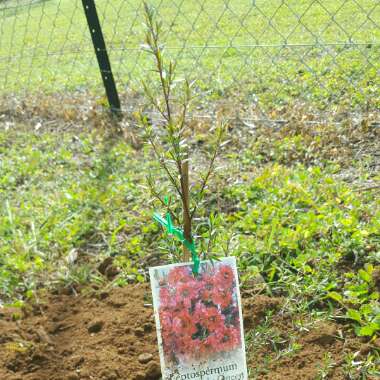 Leptospermum Scoparium 'Burgundy'