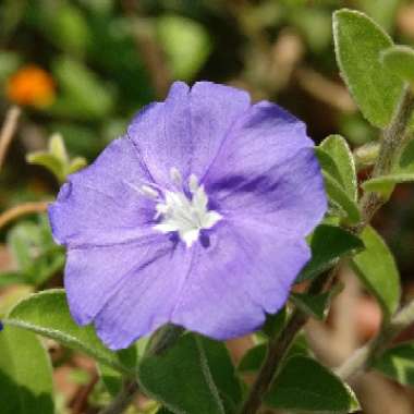 Dwarf Morning Glory