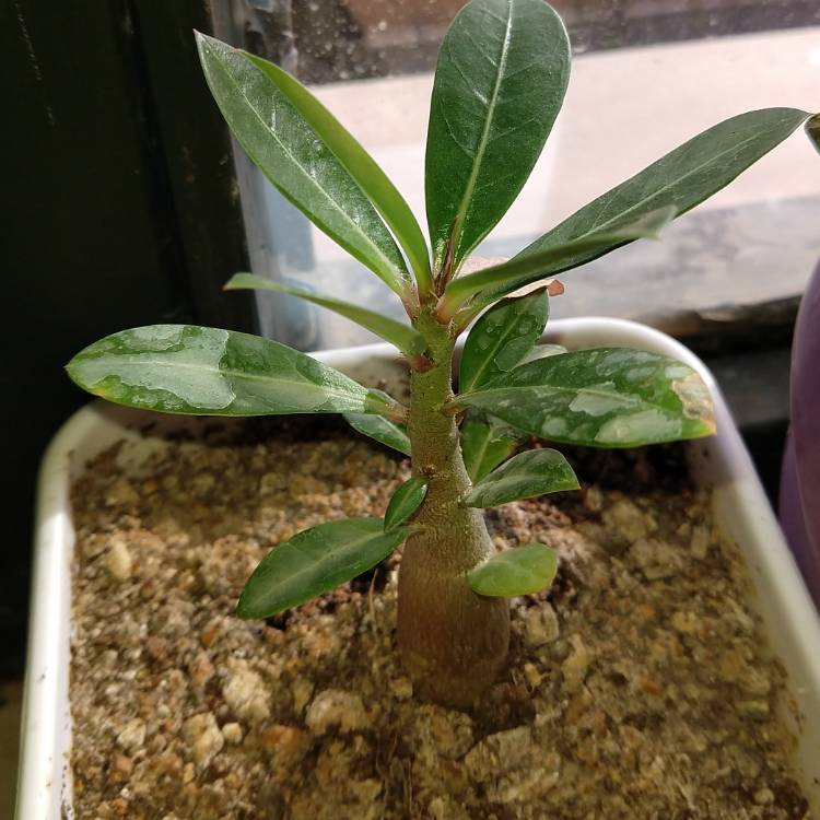 Plant image Adenium Arabicum