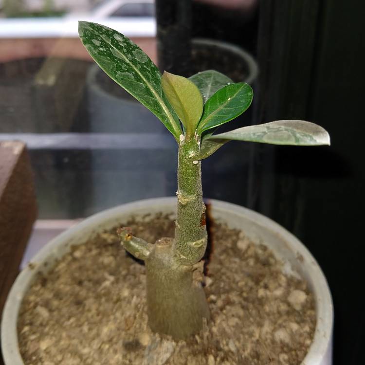 Plant image Adenium Arabicum