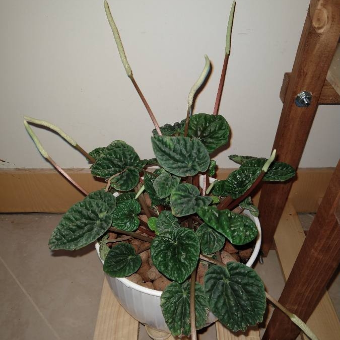 Plant image Peperomia caperata 'Emerald Ripple'