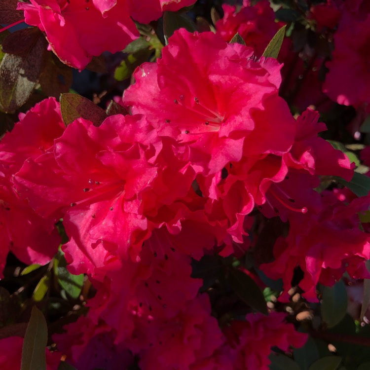 Plant image Rhododendron 'Red Wing'