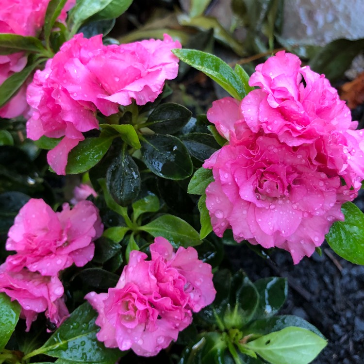 Plant image Rhododendron indica 'Anna Kehr'