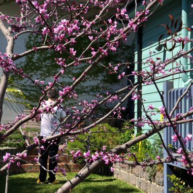 Redbud 'Forest Pansy'