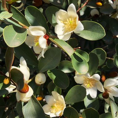 Michelia 'Scented Pearl'