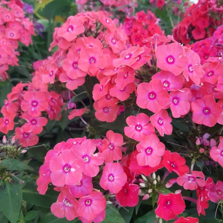 Plant image Phlox paniculata 'Glamour Girl'